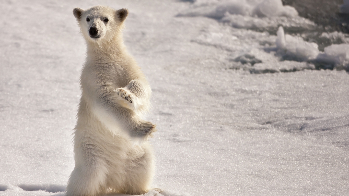 Curious Polar Bear for 1366 x 768 HDTV resolution