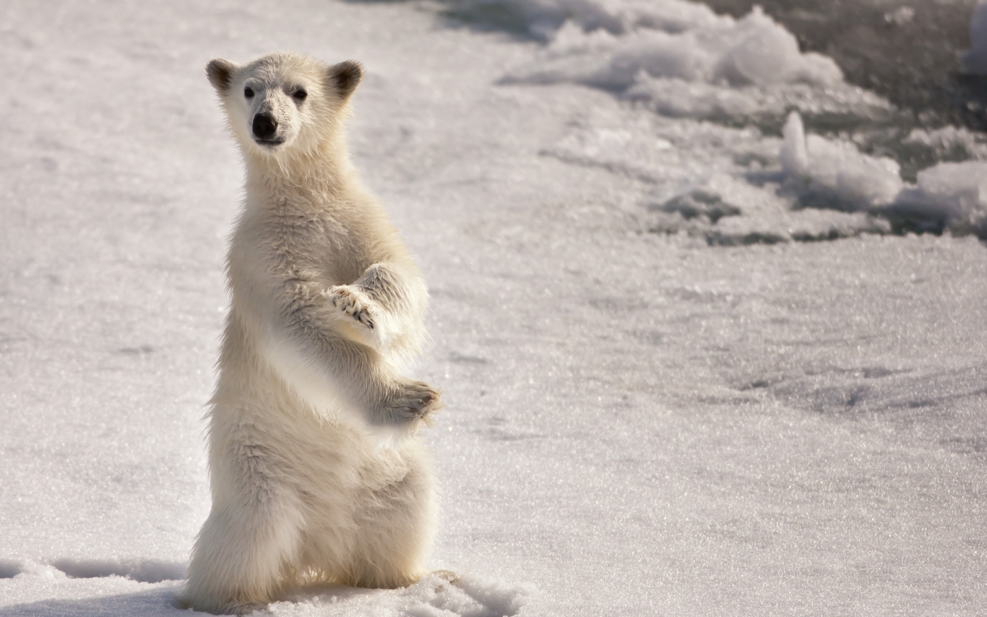 Curious Polar Bear for 1440 x 900 widescreen resolution