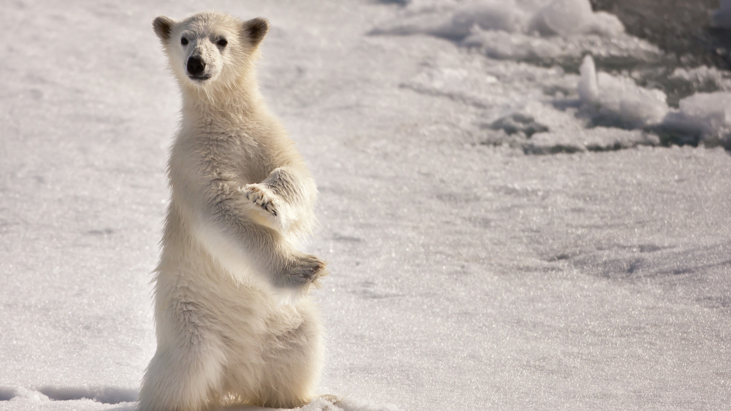 Curious Polar Bear for 2560x1440 HDTV resolution
