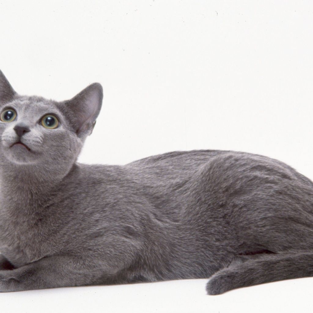 Curious Russian Blue Cat for 1024 x 1024 iPad resolution