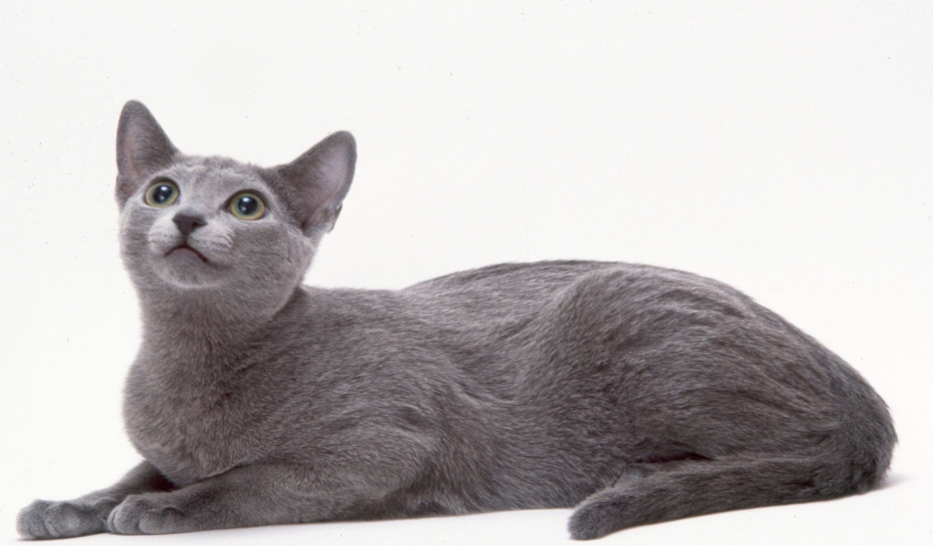 Curious Russian Blue Cat for 1024 x 600 widescreen resolution