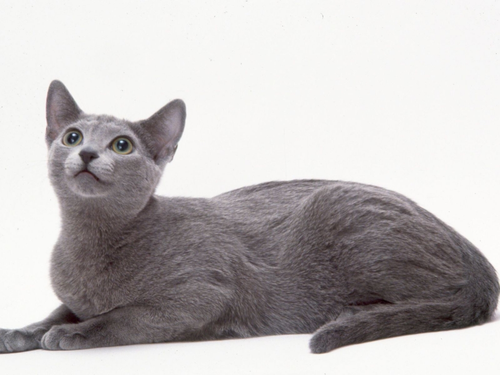 Curious Russian Blue Cat for 1024 x 768 resolution