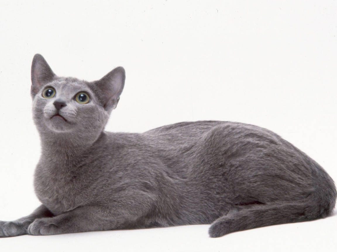 Curious Russian Blue Cat for 1152 x 864 resolution