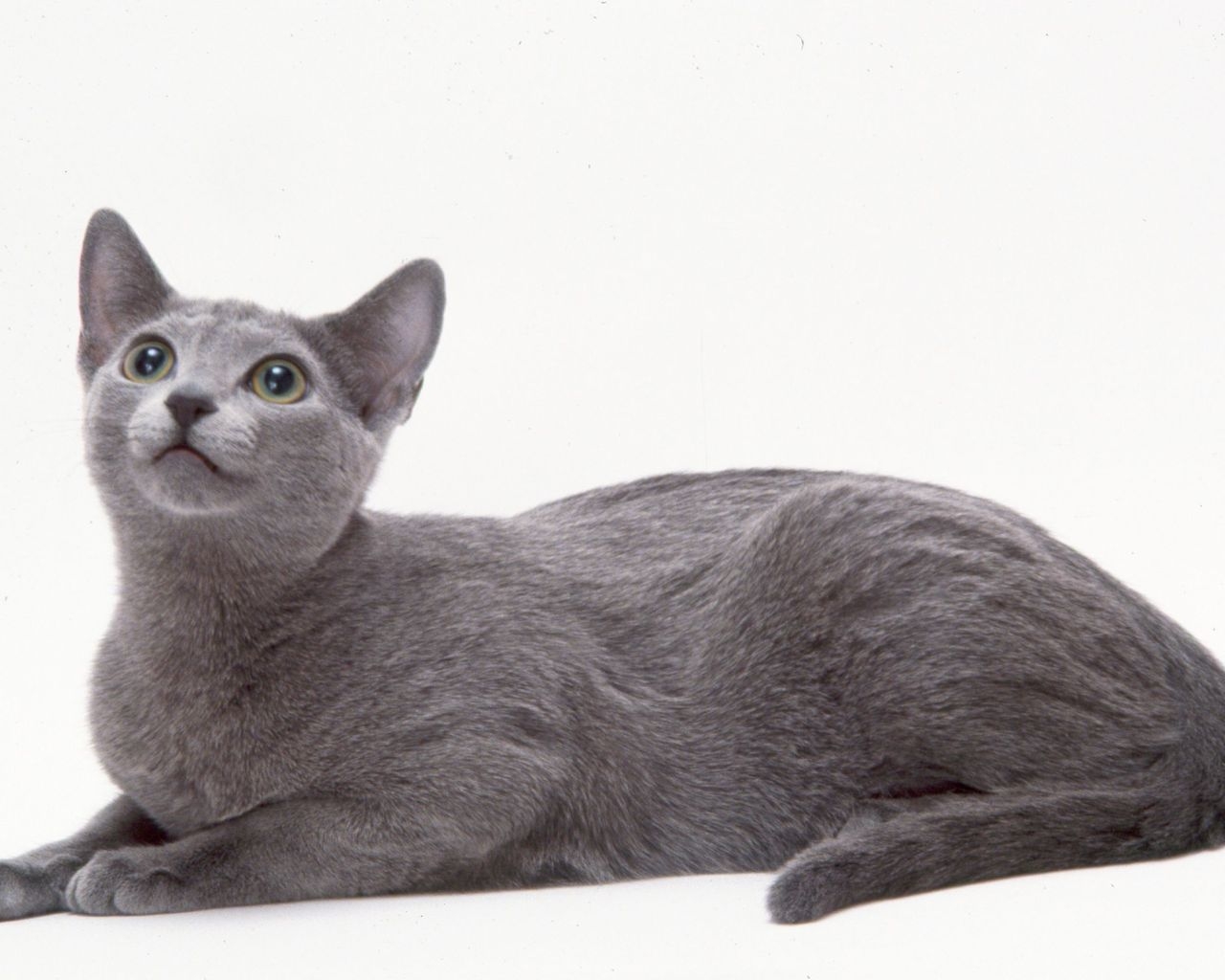 Curious Russian Blue Cat for 1280 x 1024 resolution