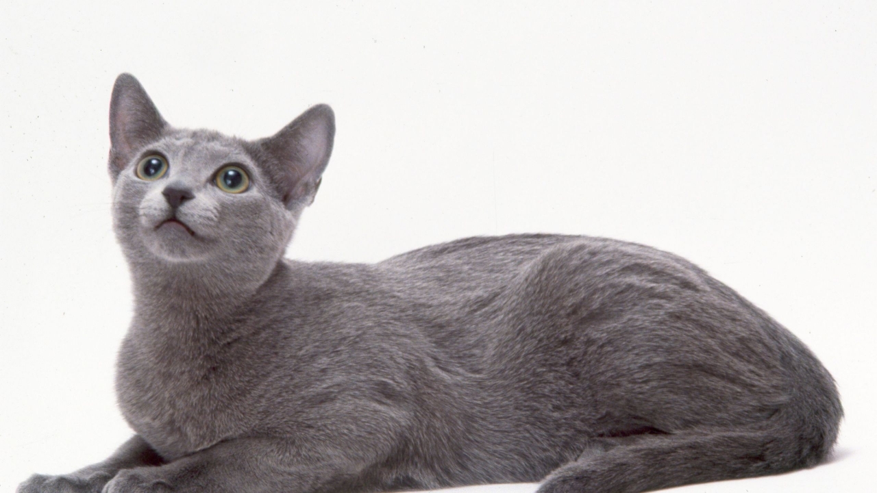Curious Russian Blue Cat for 1280 x 720 HDTV 720p resolution