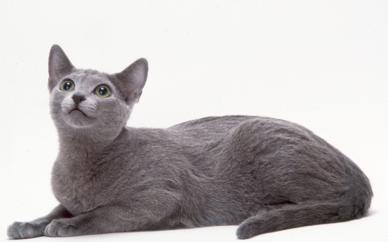 Curious Russian Blue Cat for 1280 x 800 widescreen resolution