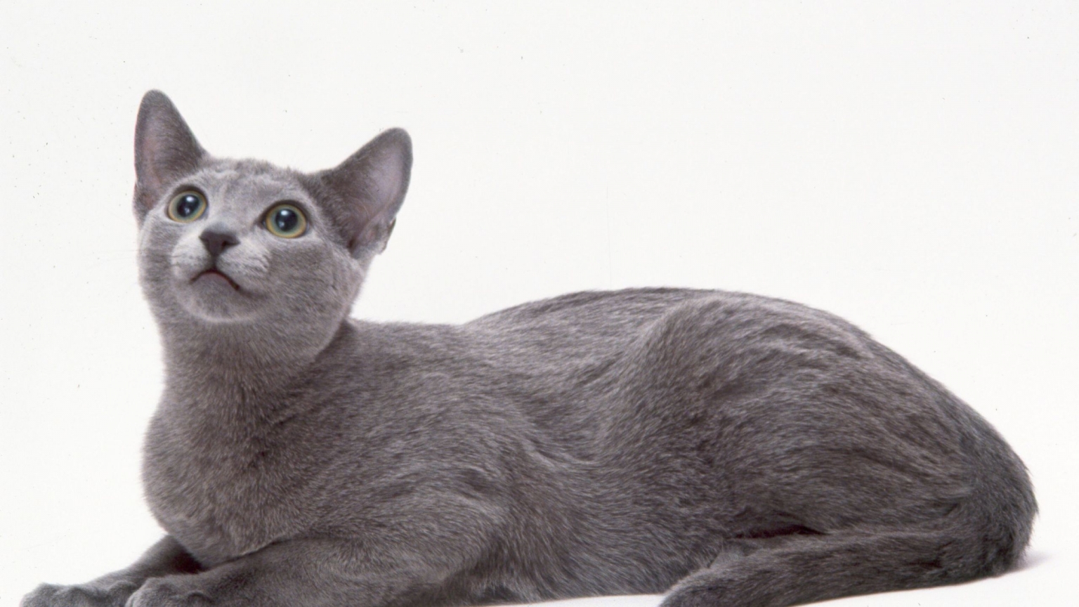 Curious Russian Blue Cat for 1536 x 864 HDTV resolution