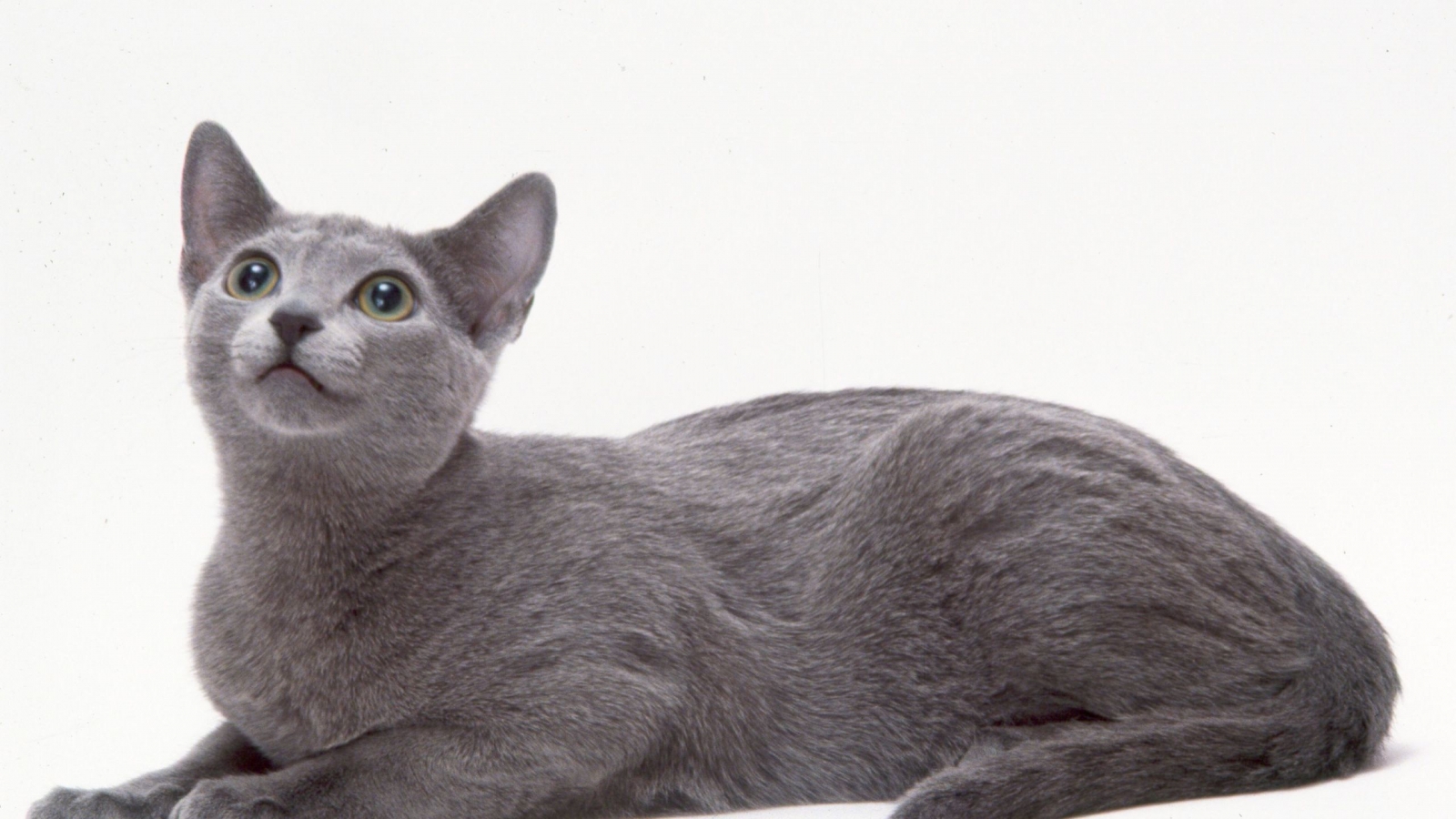 Curious Russian Blue Cat for 1600 x 900 HDTV resolution