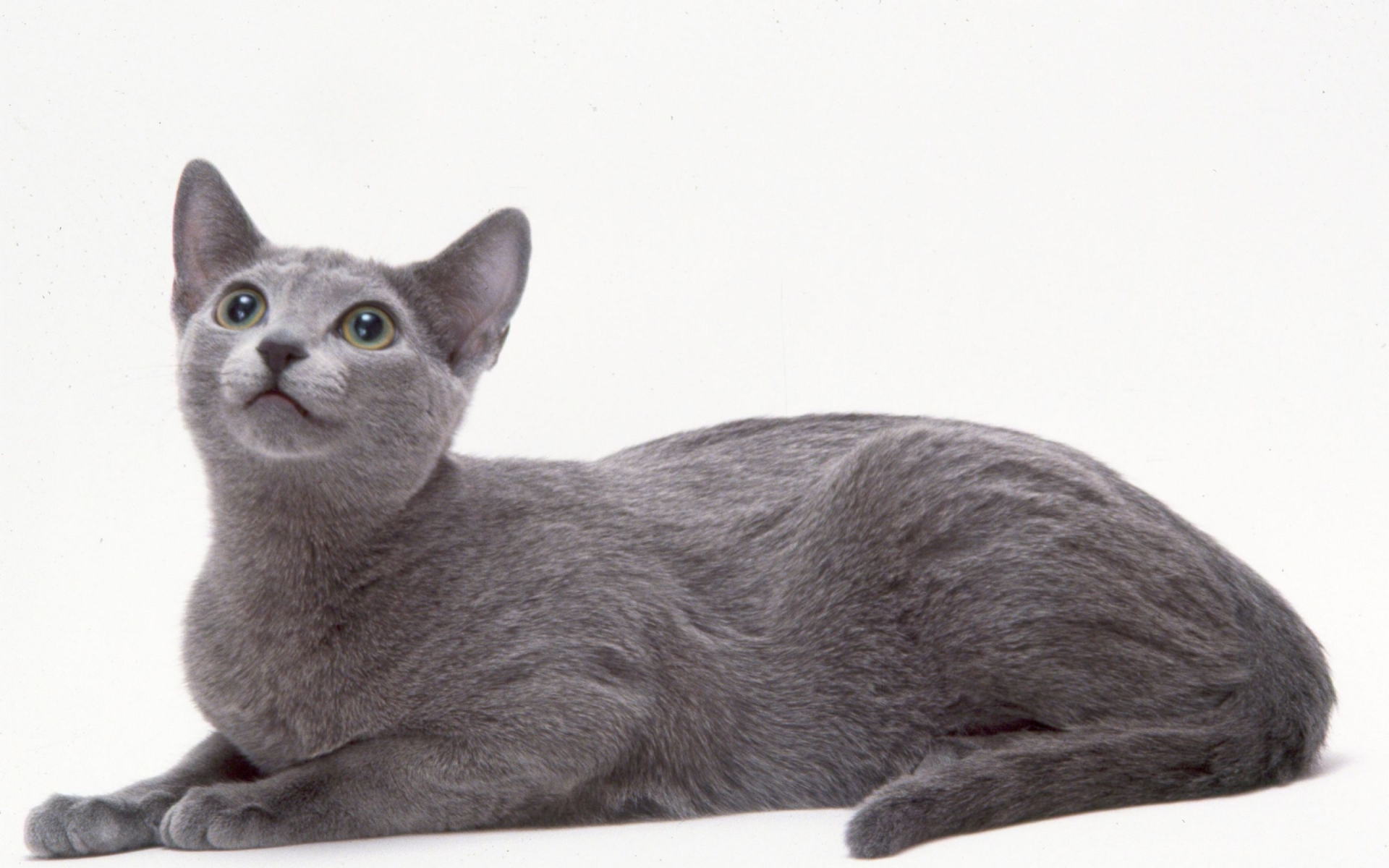 Curious Russian Blue Cat for 1920 x 1200 widescreen resolution