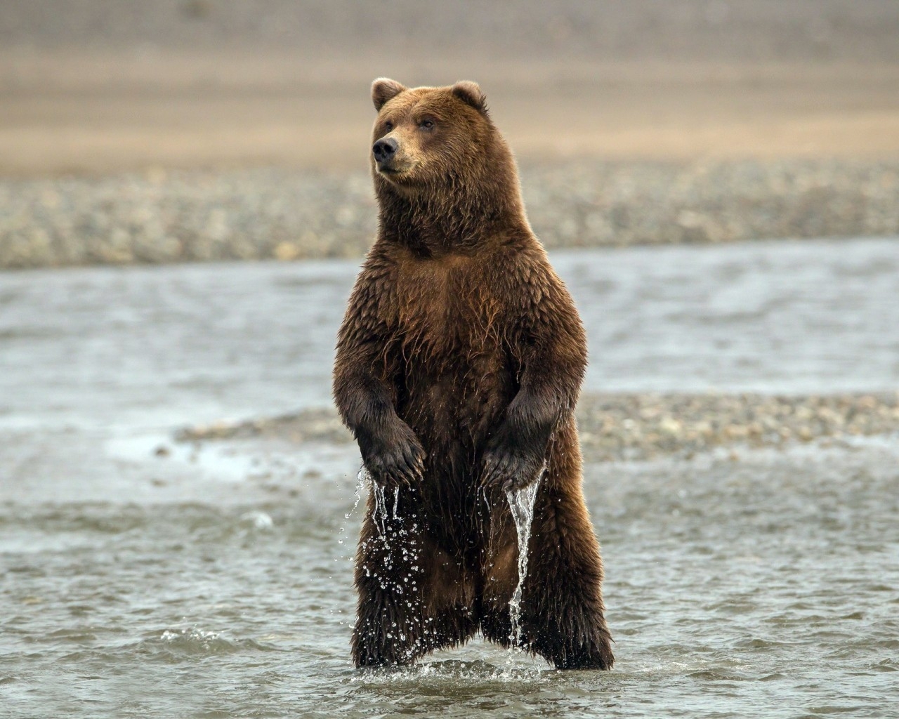 Curious Young Bear for 1280 x 1024 resolution