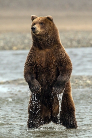 Curious Young Bear for 320 x 480 iPhone resolution
