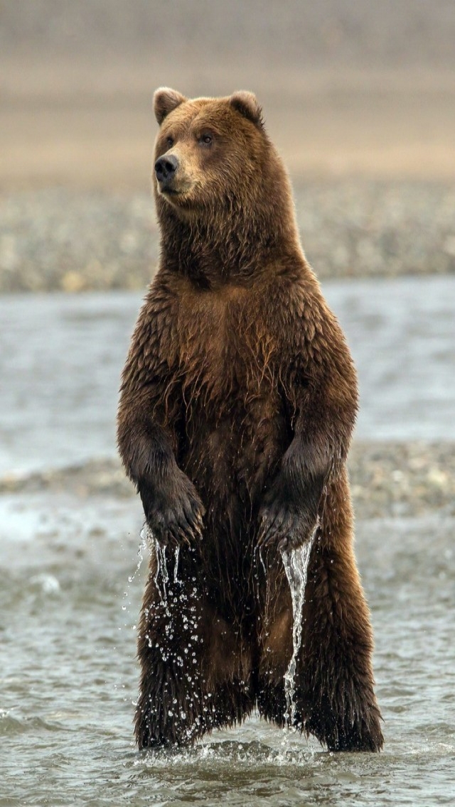Curious Young Bear for 640 x 1136 iPhone 5 resolution