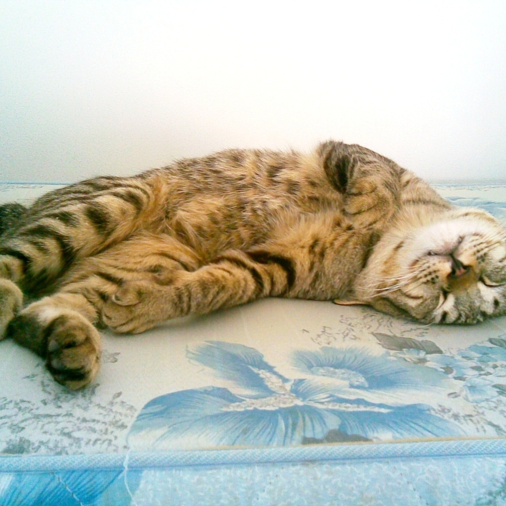 Cute American Bobtail Cat for 1024 x 1024 iPad resolution