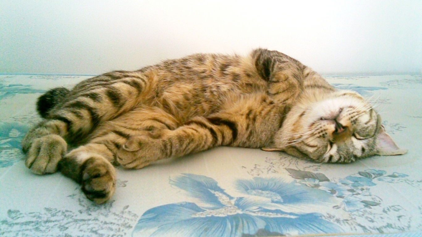 Cute American Bobtail Cat for 1366 x 768 HDTV resolution