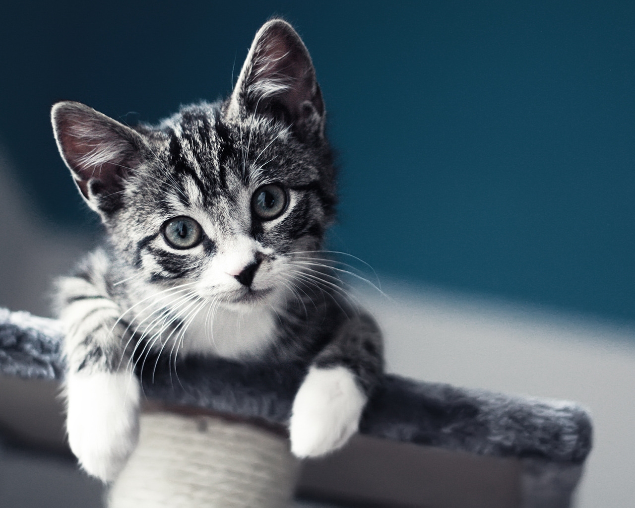 Cute Baby Cat for 1280 x 1024 resolution