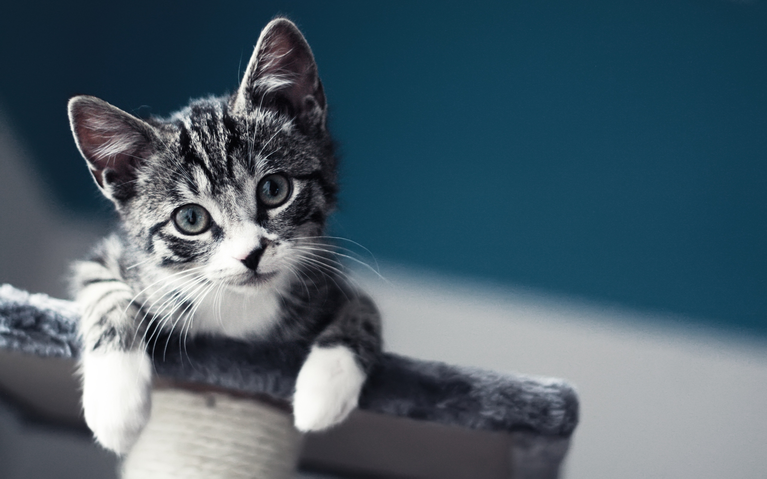 Cute Baby Cat for 2560 x 1600 widescreen resolution