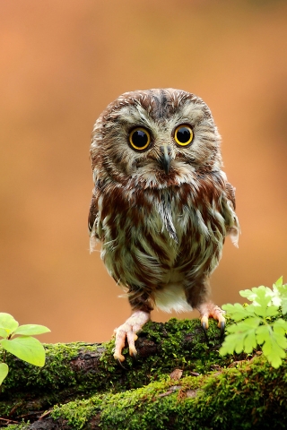 Cute Baby Owl for 320 x 480 iPhone resolution