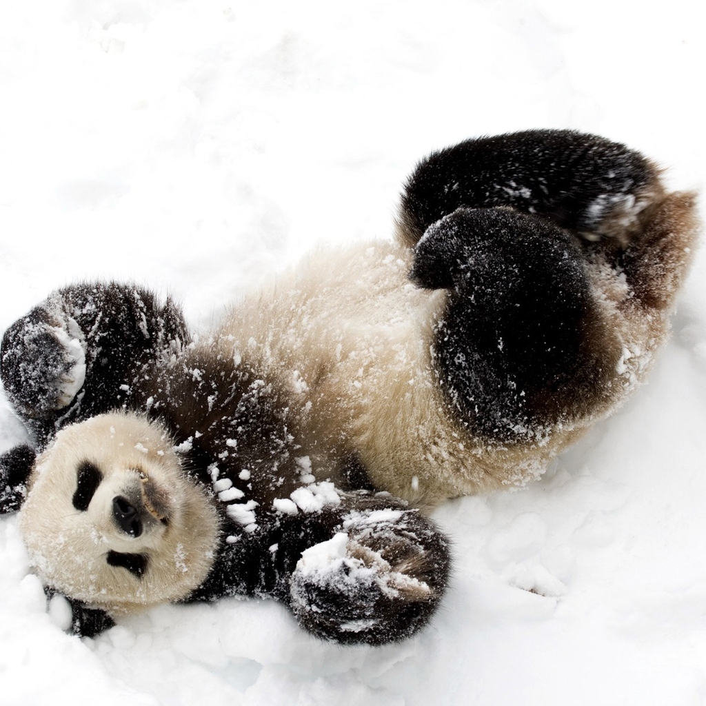 Cute Baby Panda for 1024 x 1024 iPad resolution