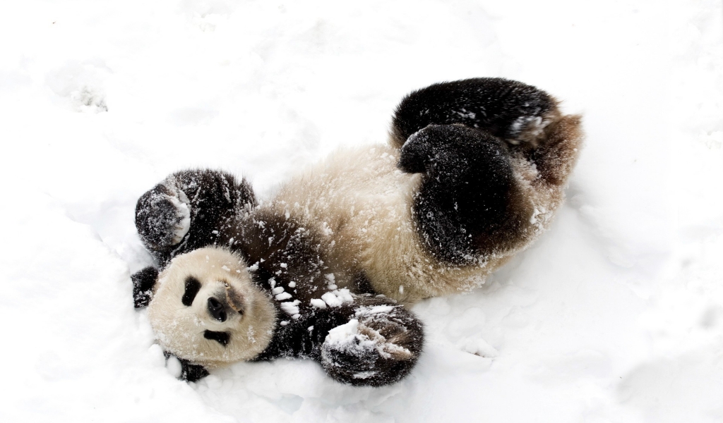 Cute Baby Panda for 1024 x 600 widescreen resolution
