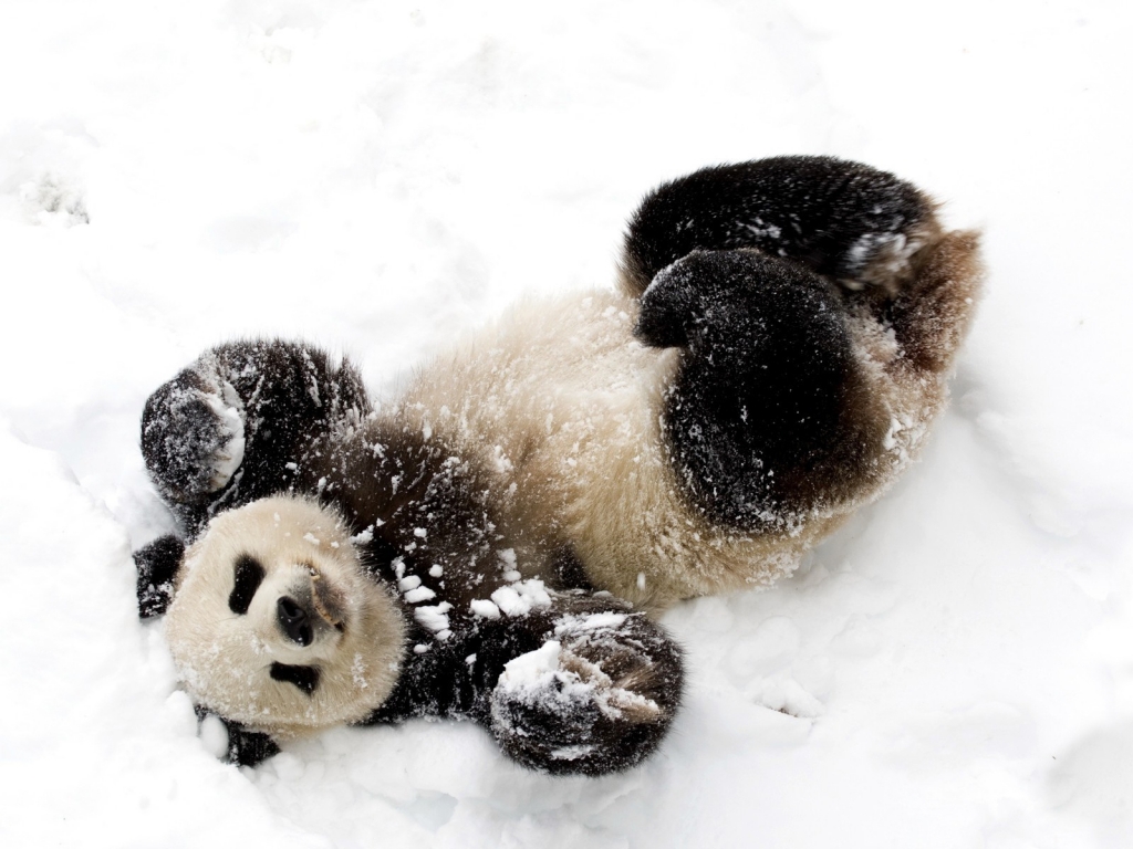 Cute Baby Panda for 1024 x 768 resolution