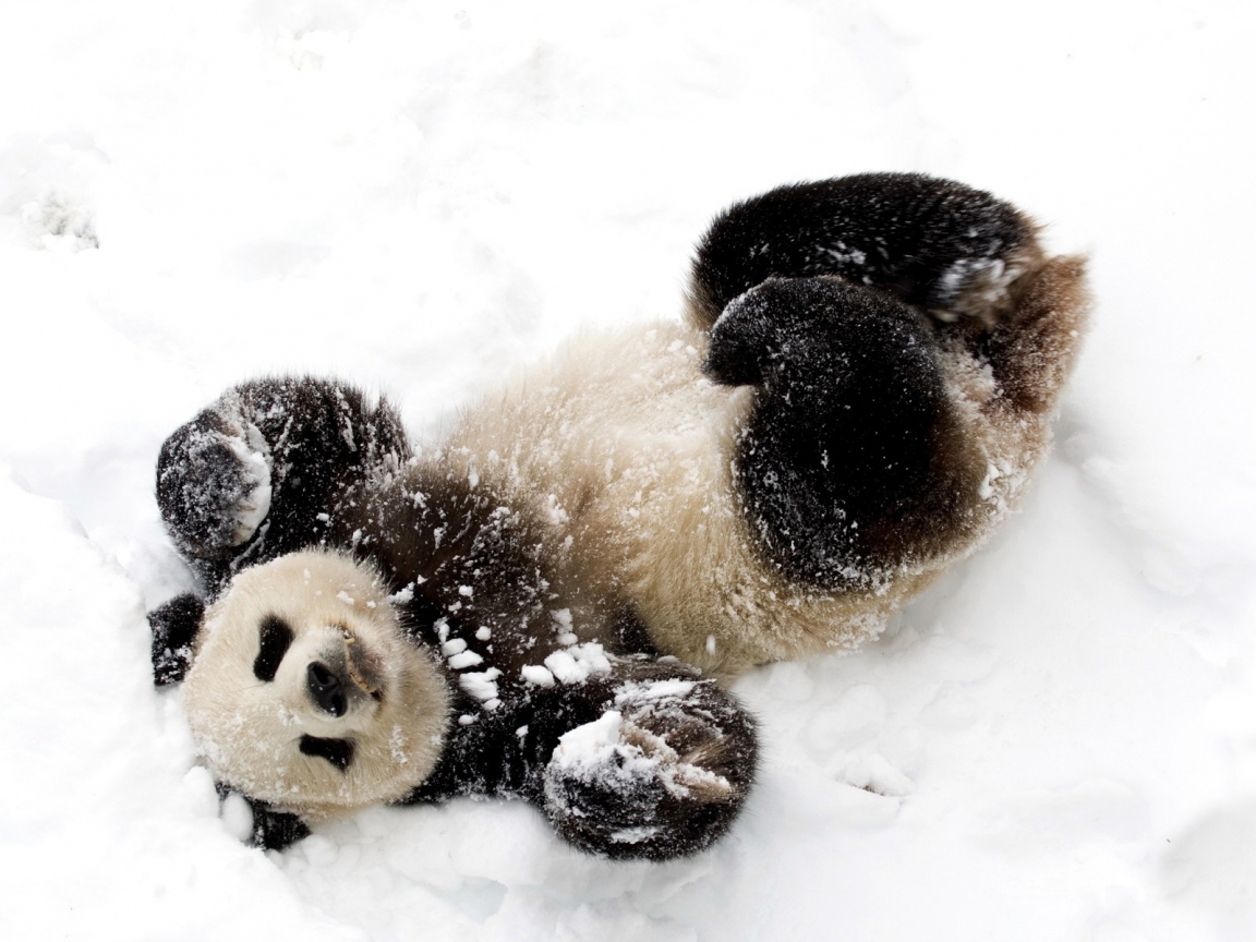 Cute Baby Panda for 1152 x 864 resolution
