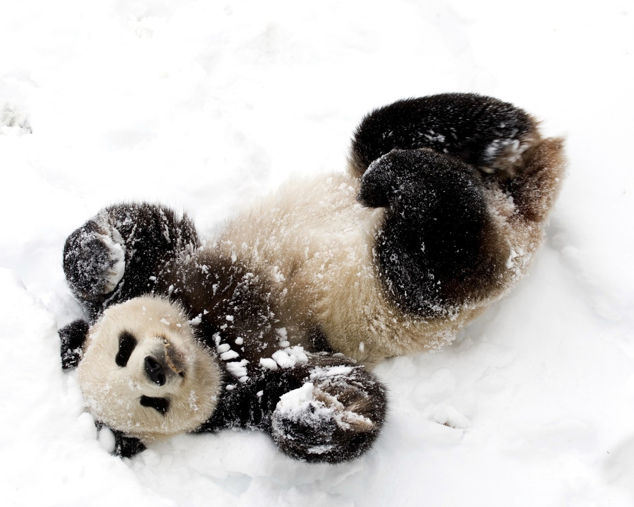 Cute Baby Panda for 1280 x 1024 resolution