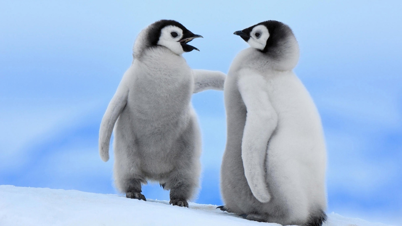 Cute Baby Penguins for 1280 x 720 HDTV 720p resolution