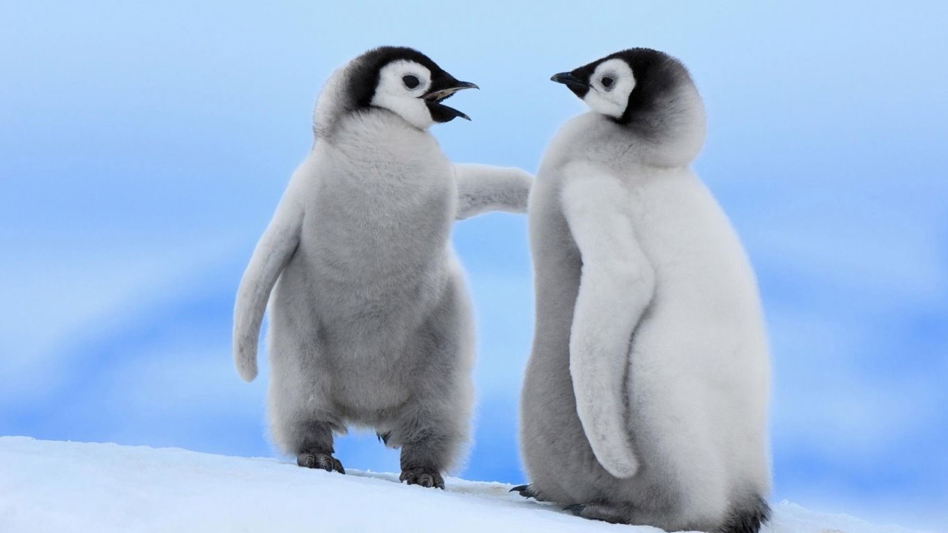 Cute Baby Penguins for 1366 x 768 HDTV resolution