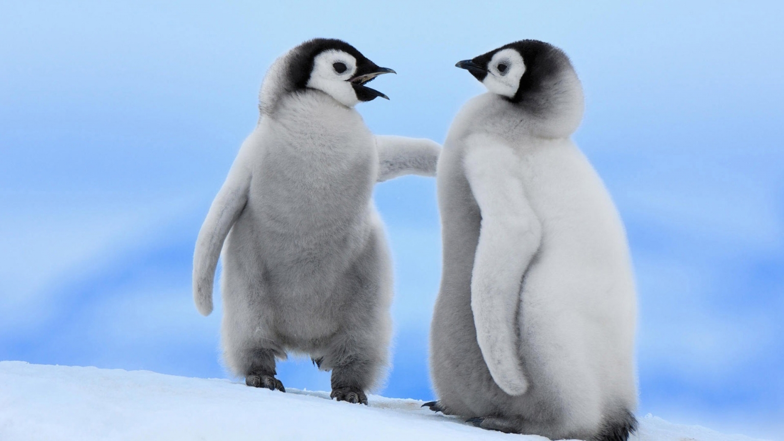 Cute Baby Penguins for 1600 x 900 HDTV resolution