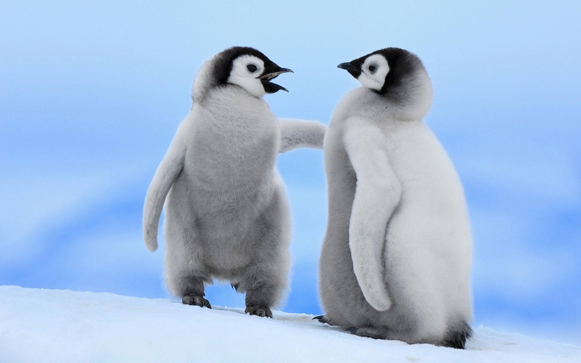 Cute Baby Penguins for 1920 x 1200 widescreen resolution