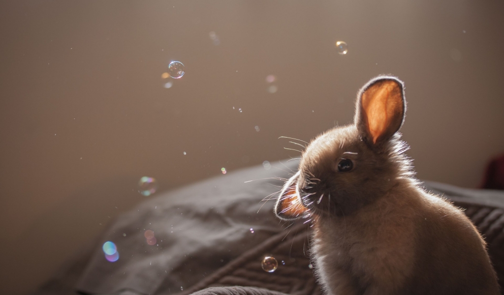 Cute Brown Bunny for 1024 x 600 widescreen resolution