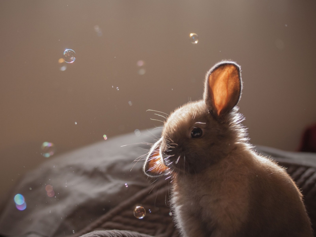 Cute Brown Bunny for 1024 x 768 resolution