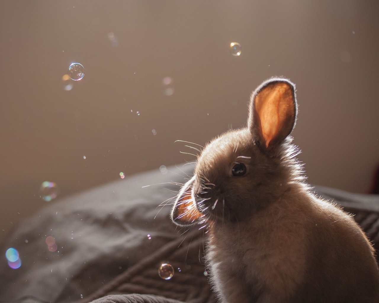 Cute Brown Bunny for 1280 x 1024 resolution