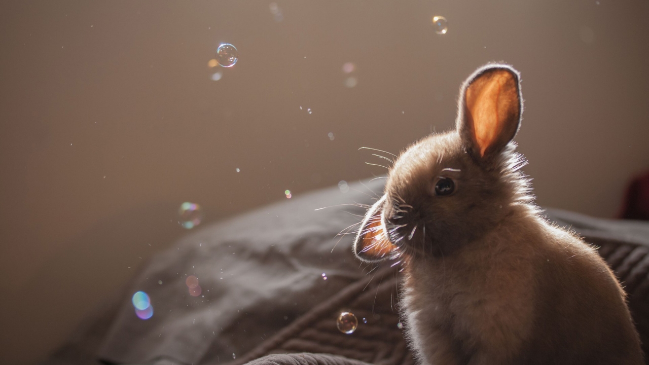 Cute Brown Bunny for 1280 x 720 HDTV 720p resolution