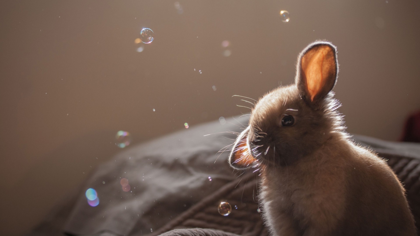 Cute Brown Bunny for 1366 x 768 HDTV resolution