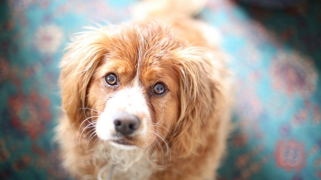 Cute Brown Dog Face for 1366 x 768 HDTV resolution