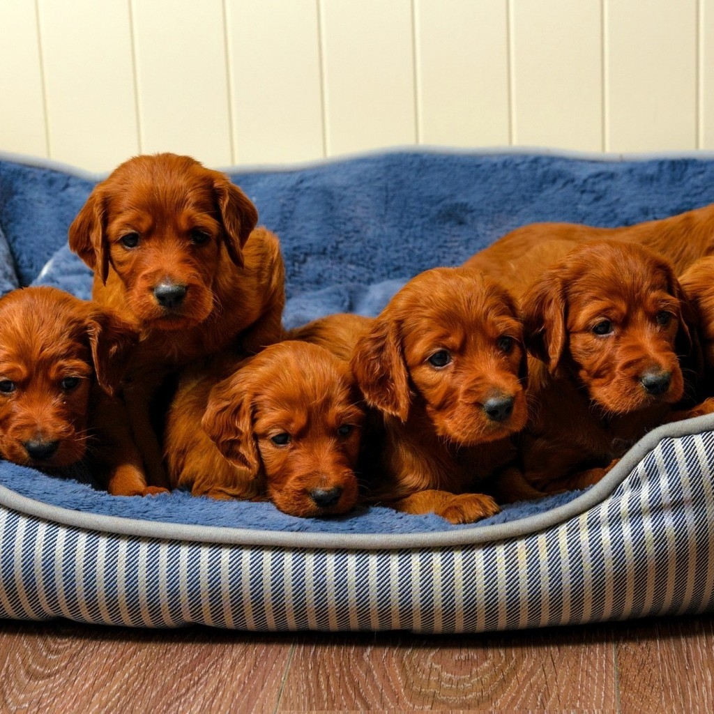 Cute Brown Puppies for 1024 x 1024 iPad resolution