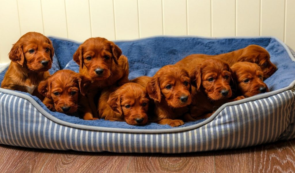 Cute Brown Puppies for 1024 x 600 widescreen resolution