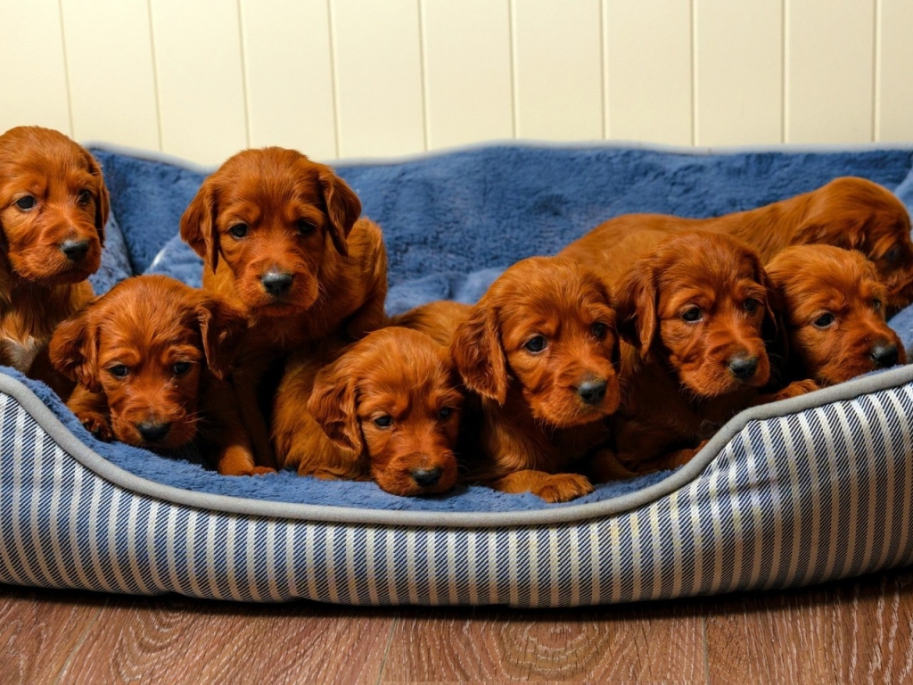 Cute Brown Puppies for 1024 x 768 resolution