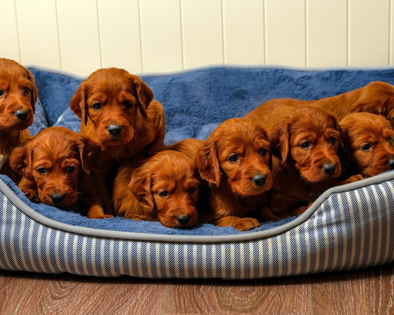 Cute Brown Puppies for 1280 x 1024 resolution