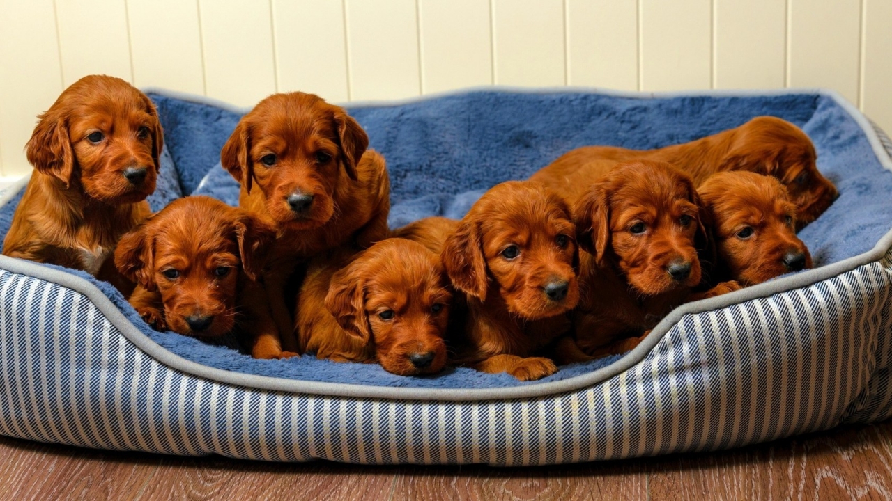 Cute Brown Puppies for 1280 x 720 HDTV 720p resolution