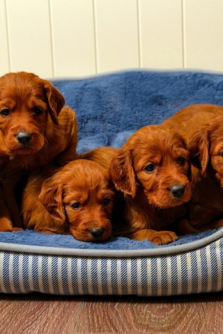 Cute Brown Puppies for 320 x 480 iPhone resolution