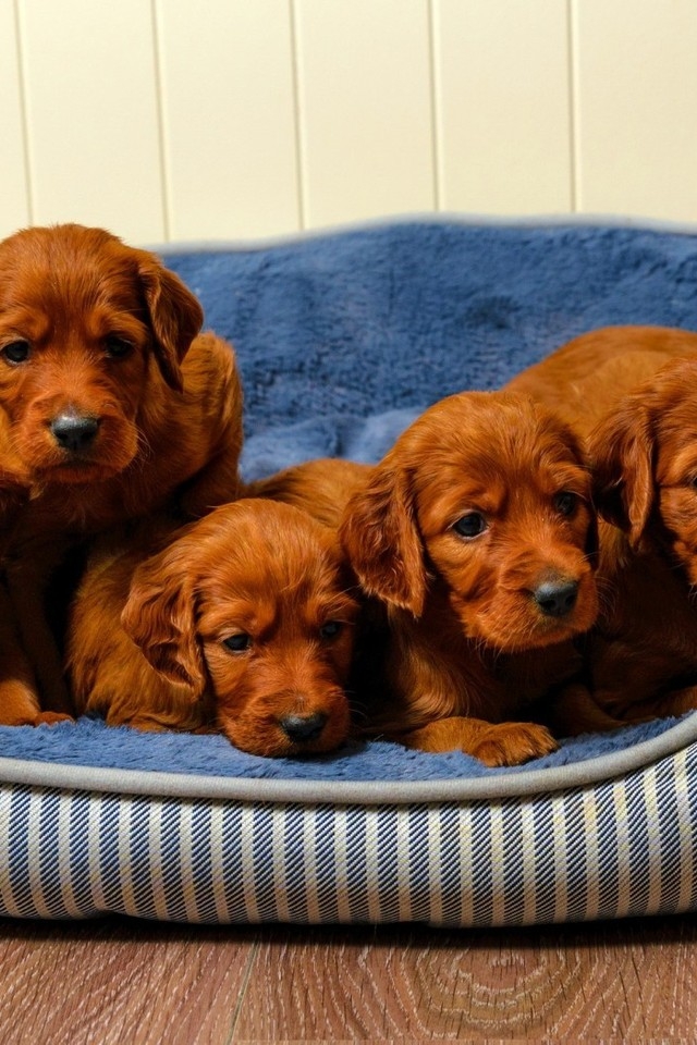 Cute Brown Puppies for 640 x 960 iPhone 4 resolution