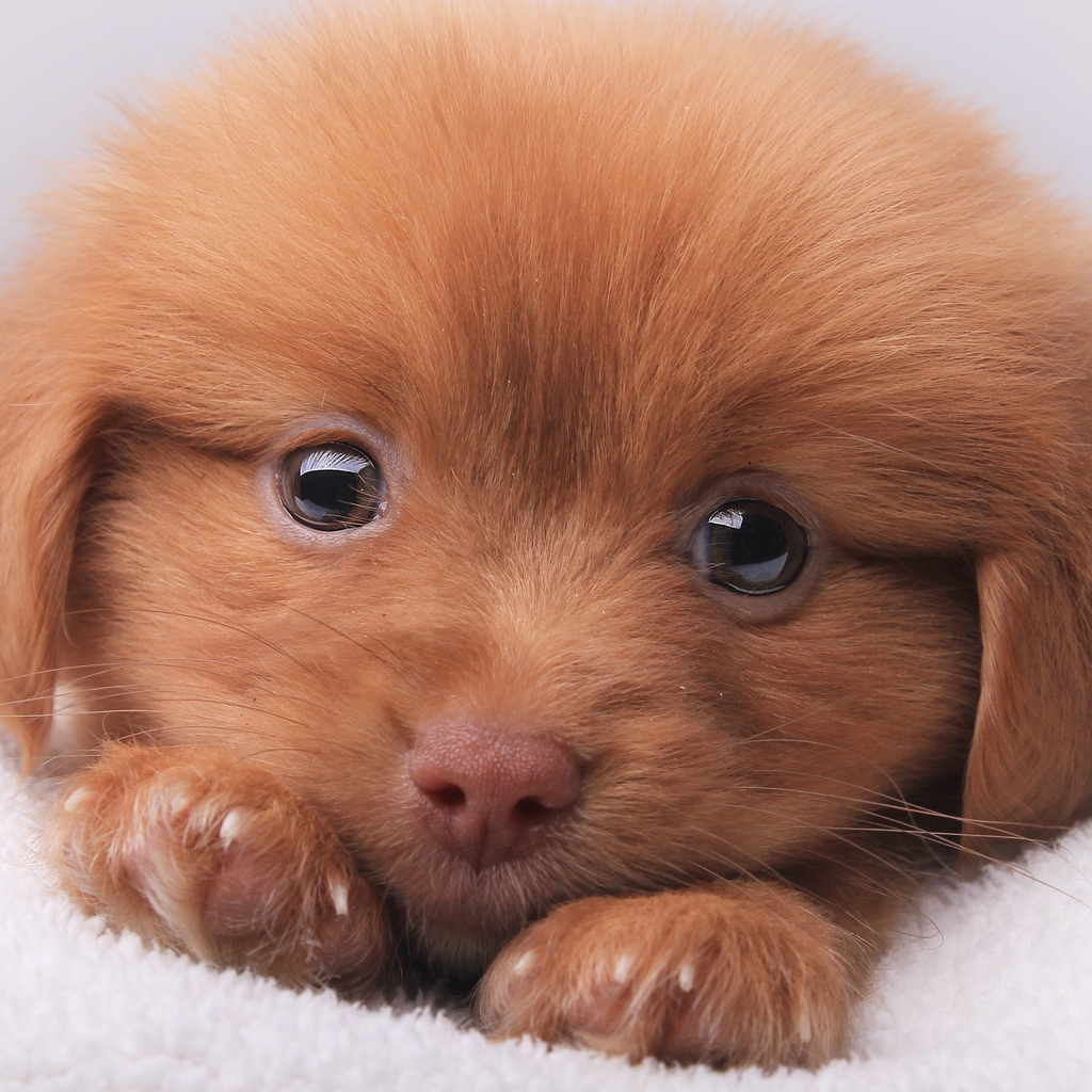 Cute Brown Puppy for 1024 x 1024 iPad resolution