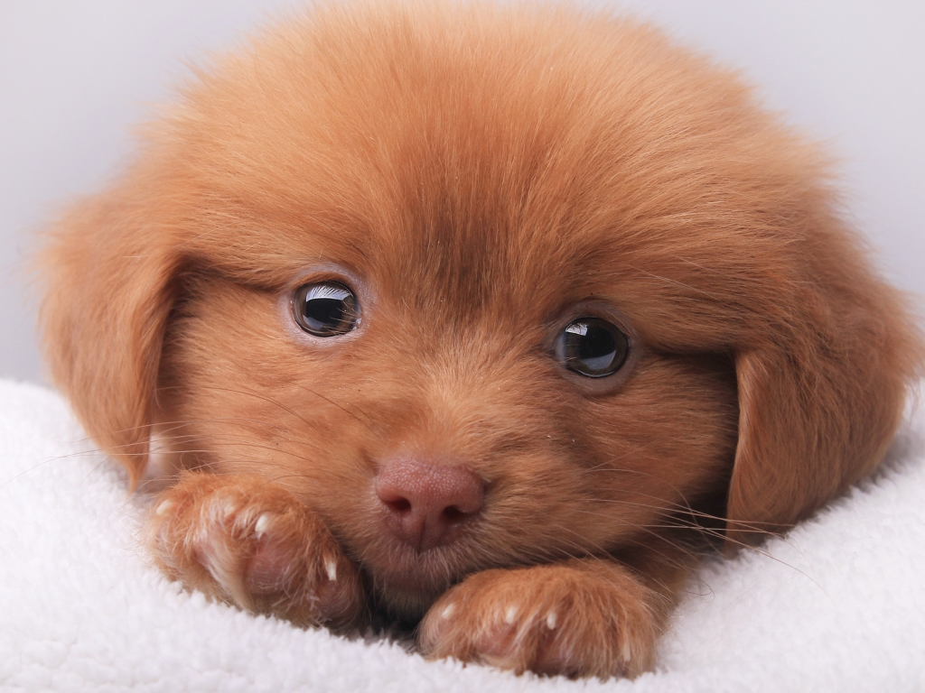 Cute Brown Puppy for 1024 x 768 resolution