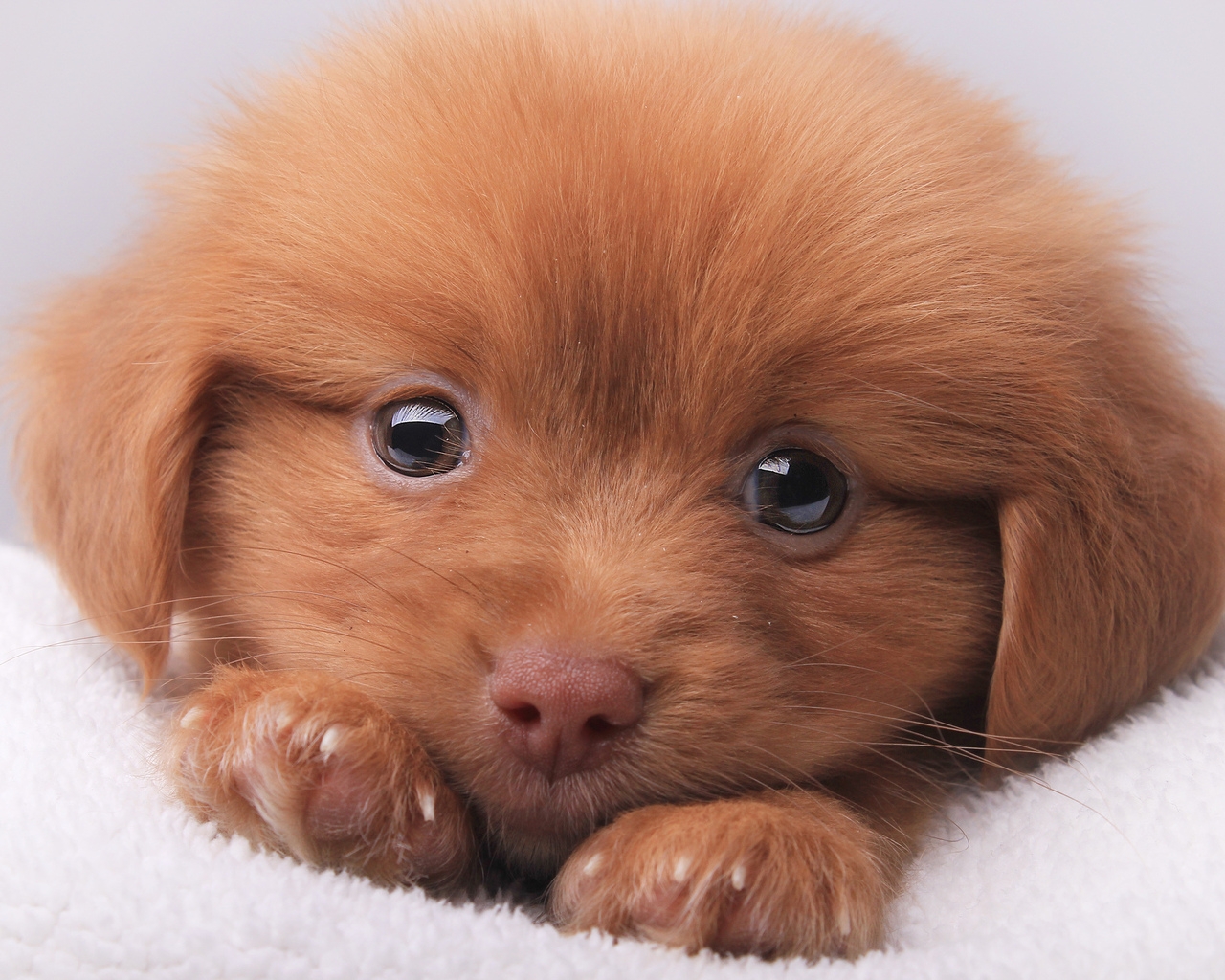 Cute Brown Puppy for 1280 x 1024 resolution