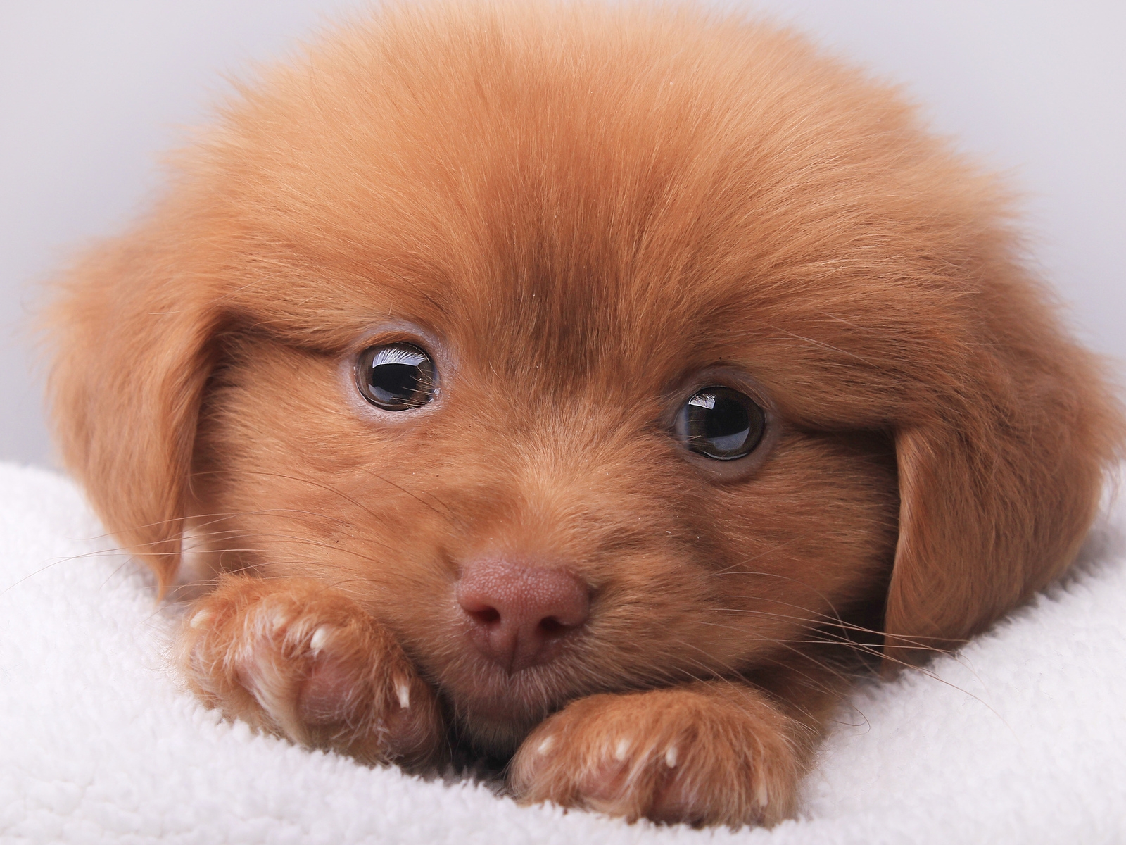 Cute Brown Puppy for 1600 x 1200 resolution