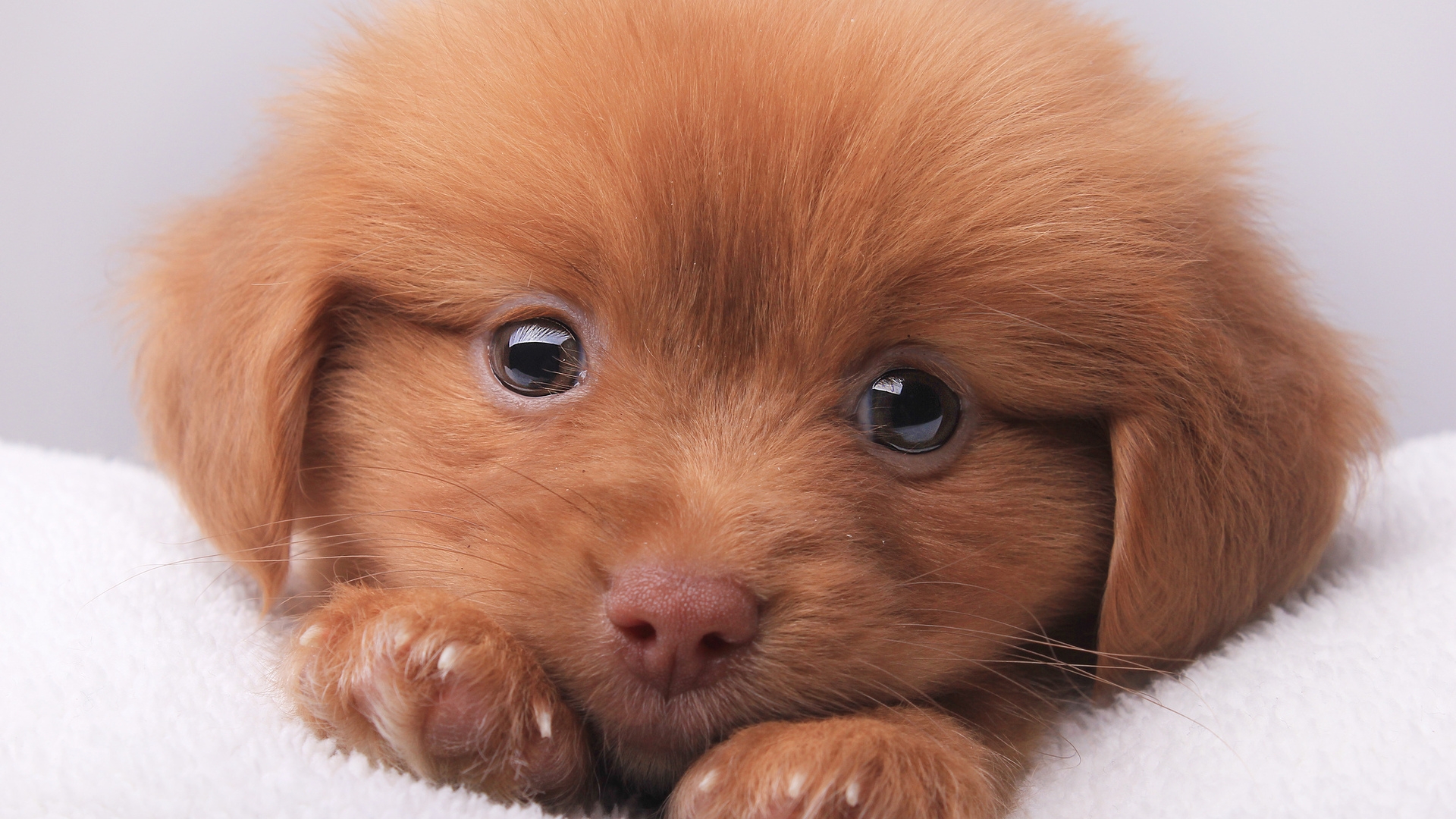 Cute Brown Puppy for 1920 x 1080 HDTV 1080p resolution