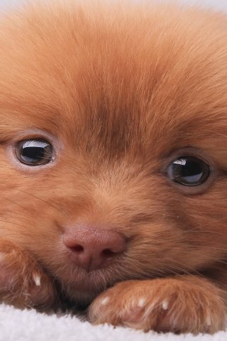Cute Brown Puppy for 320 x 480 iPhone resolution