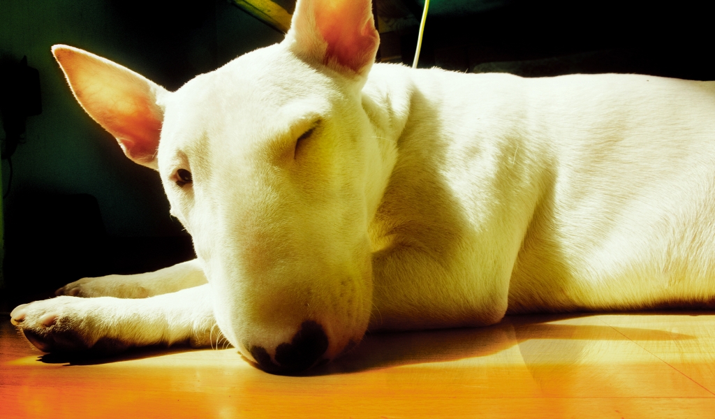 Cute Bull Terrier for 1024 x 600 widescreen resolution